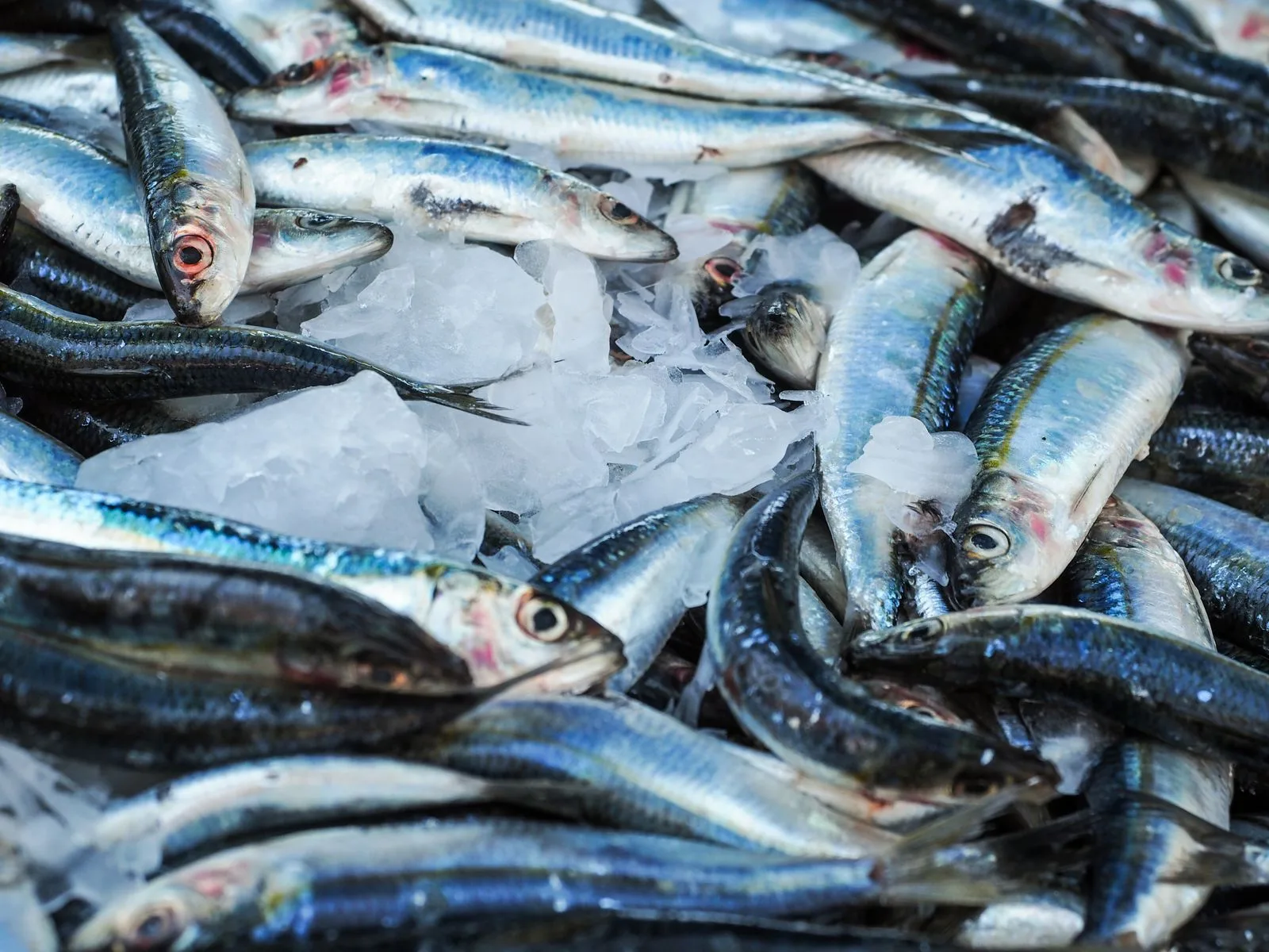A fresh catch of herring-family fish on ice. Dunaika is sold mostly in the Odesa region and rarely travels further. Illustrative photo: Pexels
