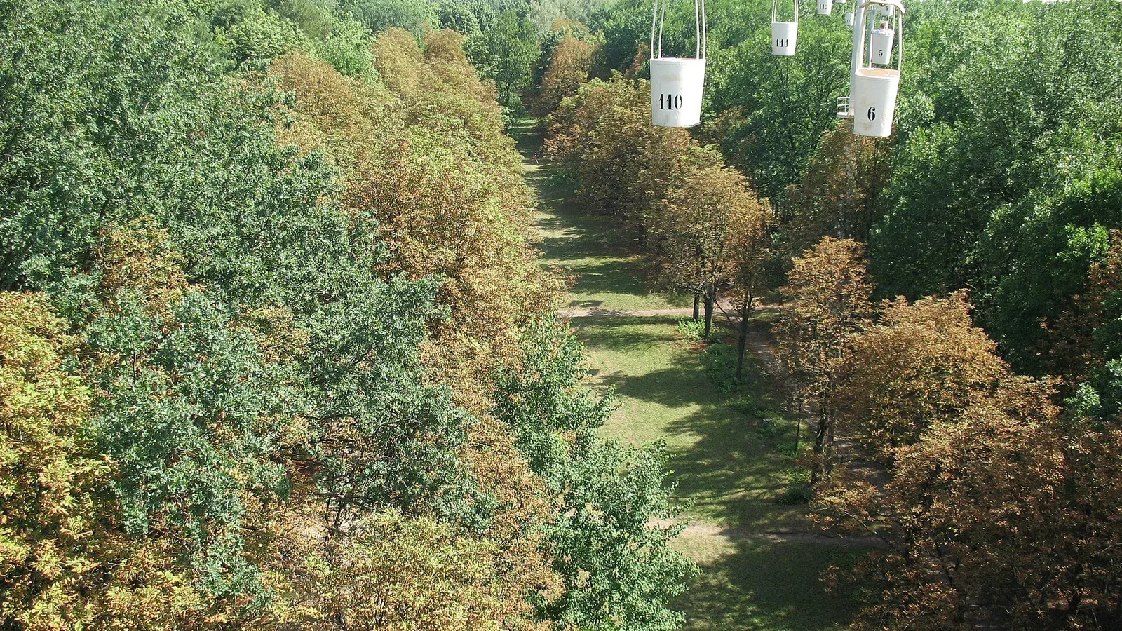 Обпалене посухою листя в міському парку під час літньої спеки. Фото: Victor Vizu, Wikimedia Commons, CC BY-SA 3.0