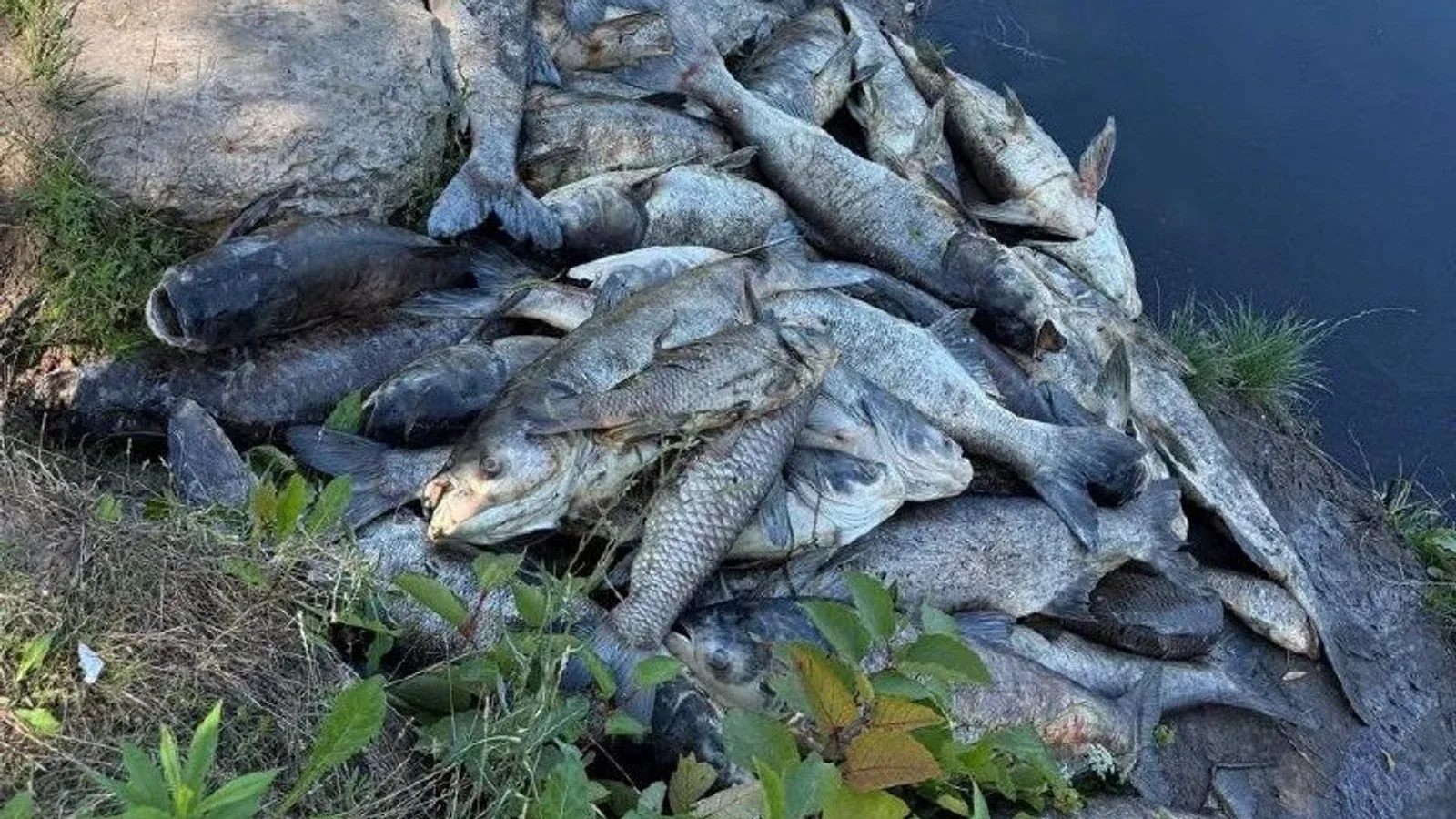 About three tonnes of fish died in the water bodies of the Borshchahivka community. Photo: Bucha District State Administration