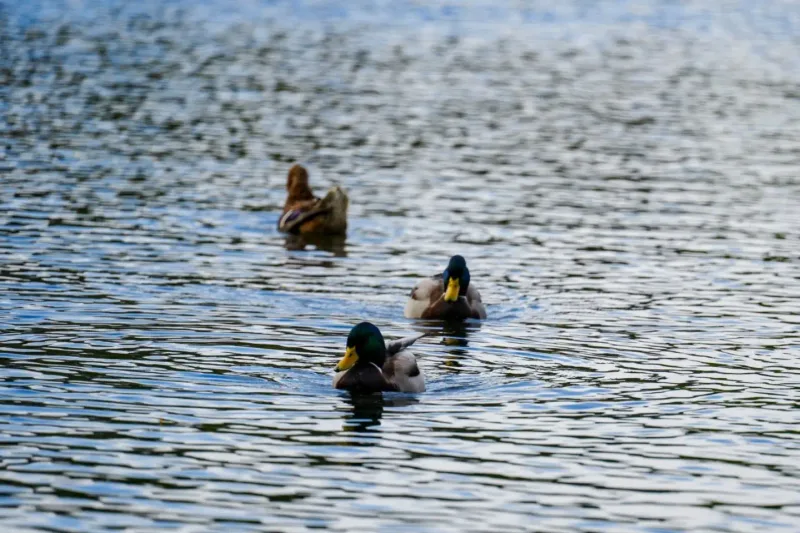 Ducks on the lake in Bucha park