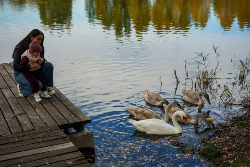 Swans by a jetty on the lake